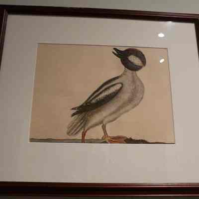 Anas Minor Purpureo Capite (The Buffel's Head Duck)