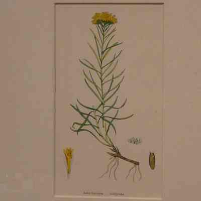 Goldylocks (Aster Linsoyris)