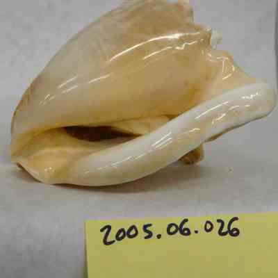 Milk Conch (Strombus costatus, Gmelin)