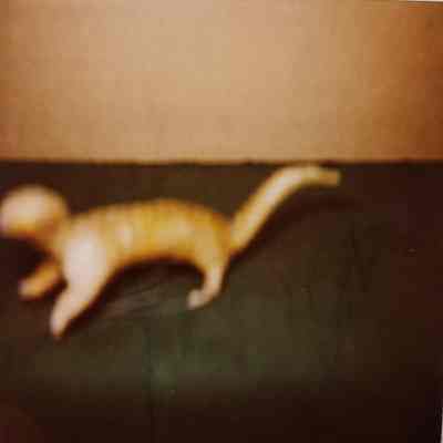 Taxidermy