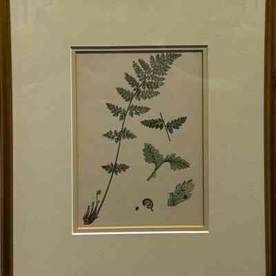 English Botany