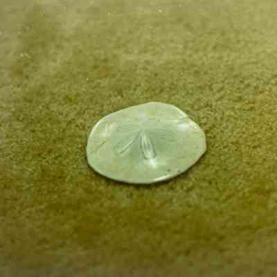 Sand Dollar