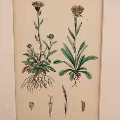 Alpine Fleabane (Erigeron Alpinus)