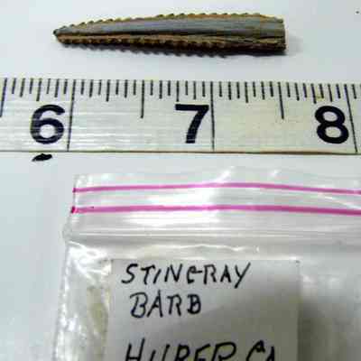 Stingray Barb