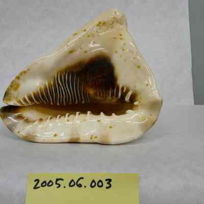 King Helmet (Cassis tuberosa Linne)