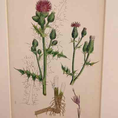 Creeping Thistle, var. a. (Carduus Arvensis, var. genuinus)