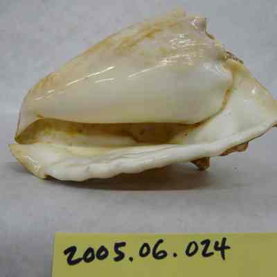 Milk Conch (Strombus costatus, Gmelin)