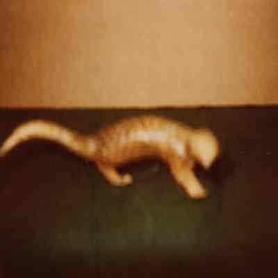 Taxidermy