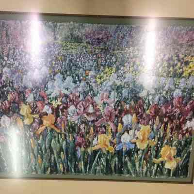 Field of Iris