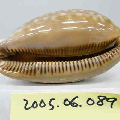 Cypraea cervus, Linne
