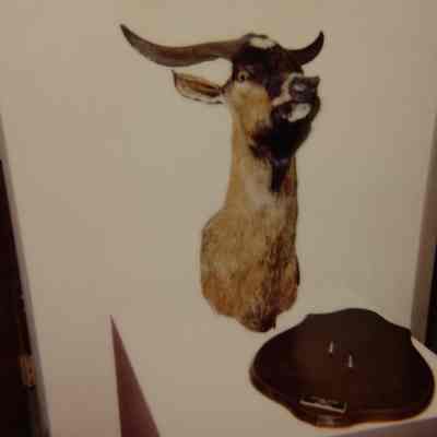 Taxidermy