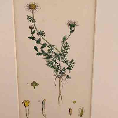 Bristly Hawk's-beard (Crepis Aetosa)