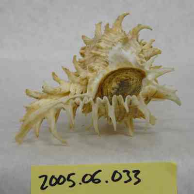 West Indian Murex (Murex brevifrons, Lamarck)