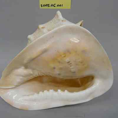 Horned Helmet (Cassis cornuta Linne)