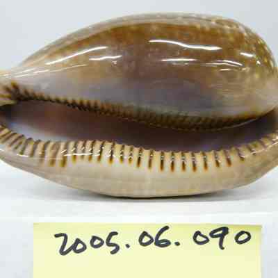 Cypraea cervus, Linne