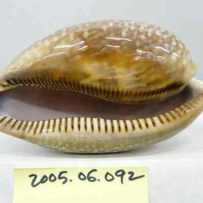 Cypraea cervus, Linne