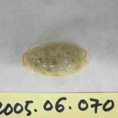 Erosaria inocellata, Gray
