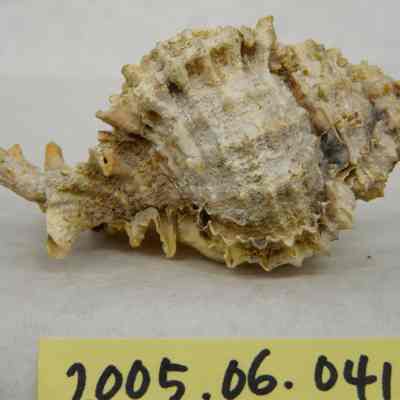 Apple Murex (Murex pomum, Gmel.)