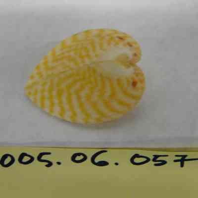 Corculum cardissa, Linne