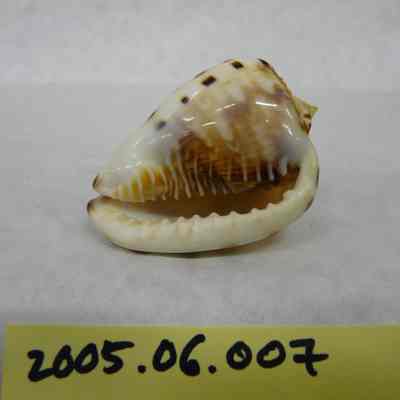 King Helmet (Cassis tuberosa Linne)