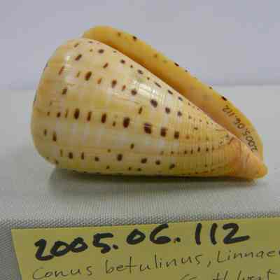 Conus betulinus, Linnaeus