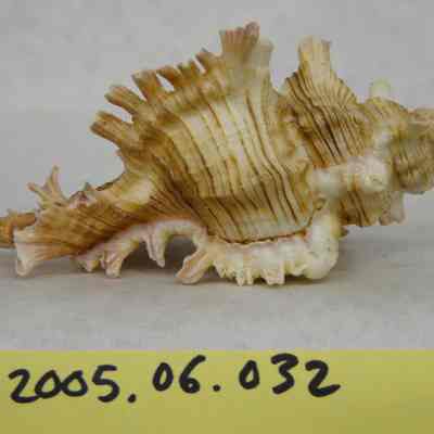 Rose-branch Murex (Murex palmarosae, Lamarck)