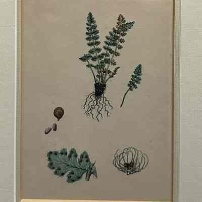 English Botany
