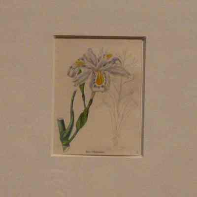 Iris Chinensis
