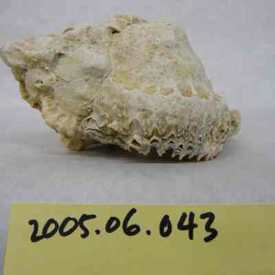 Chicoreus denudatus, Perry