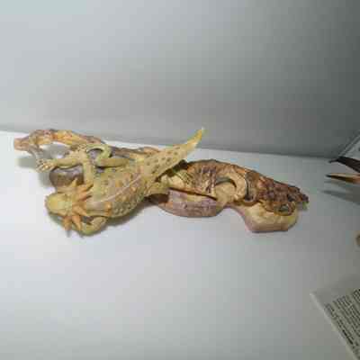 Horned Toad Lizard