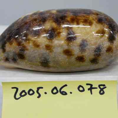 Chelycypraea testudinaria, Linne