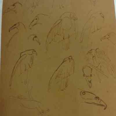 Buzzard Studies