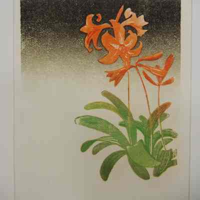 Amaryllis