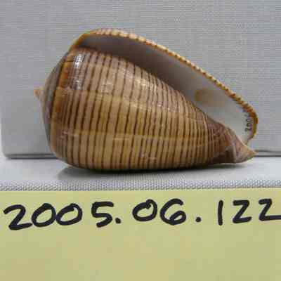 Conus figulinus, Linnaeus