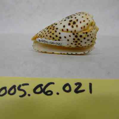 Flea-bite Cone (Conus pulicarius, Hwass)