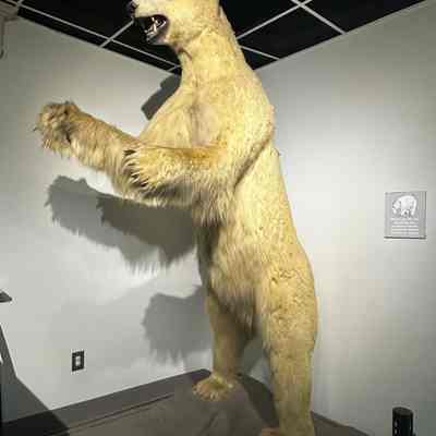 White Polar Bear Mount