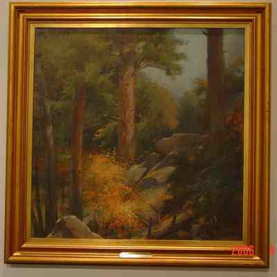 New Mexico Mountain Forest