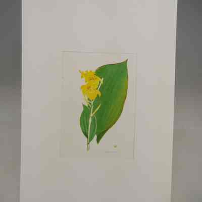 Yellow Camma