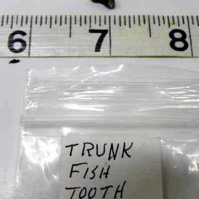 Trunk Fish Tooth