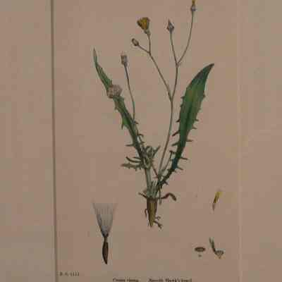 Smooth Hawk's-beard (Crepis Virens)