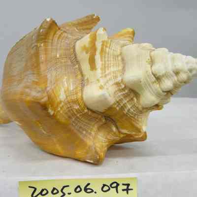 Turbinella angulata, Lightfoot
