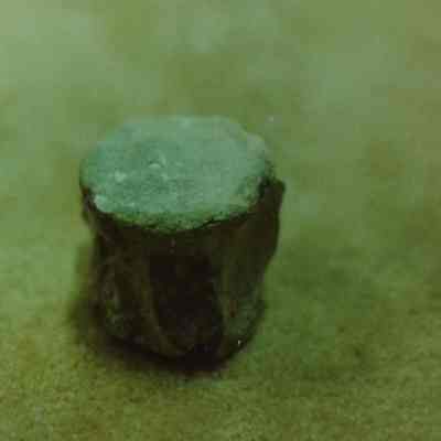 Fossil Whale Vertebra
