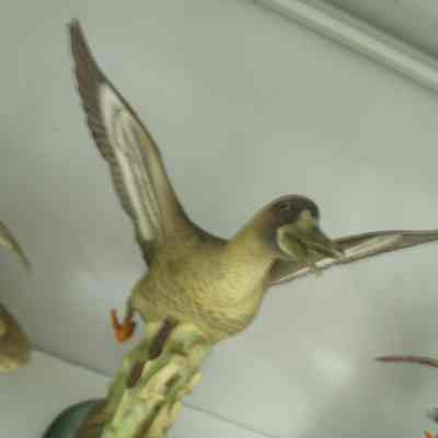 Mallard Duck, Female of Pair