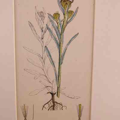 Jersey Cudweed (Gnaphalium luteo-album)