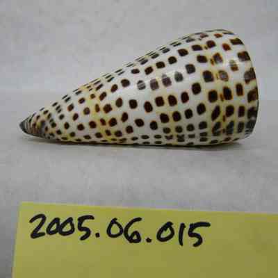 The Lettered Cone (Conus literatus, Linnaeus)