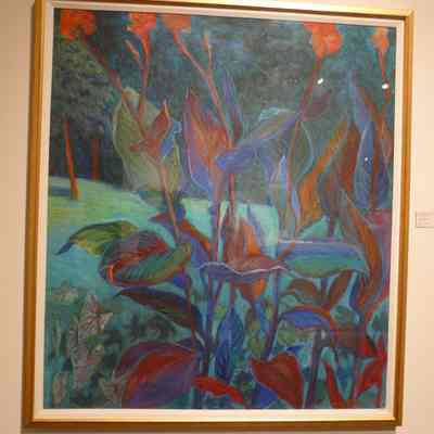 Canna Lillies