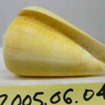 Conus daucus, Hwass