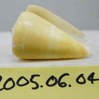 Conus daucus, Hwass