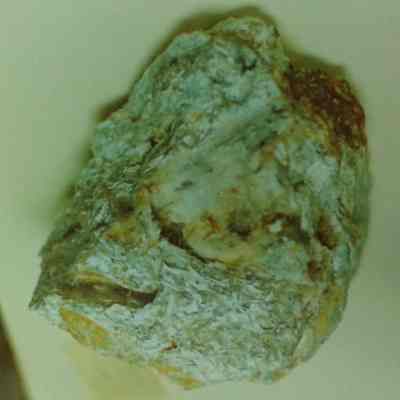 Silicate and Fossilized Shells
