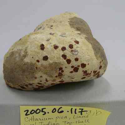 Cittarium pica, Linne